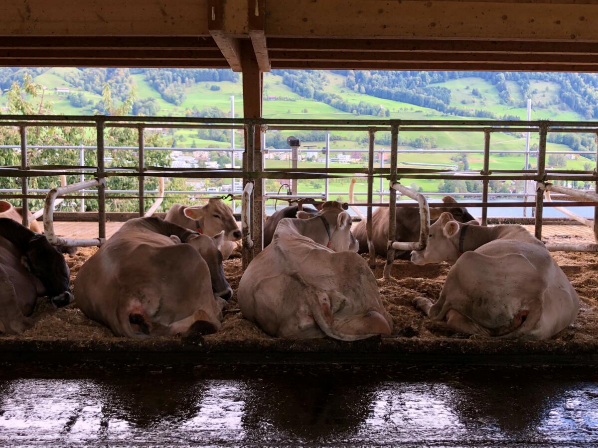 Licht und Luft steuert die Kuh und ihr Verhalten. Wenn Licht, Luft und ein bequemer Liegebereich am selben Ort ist, wird durch ein besseres Liegeverhalt...