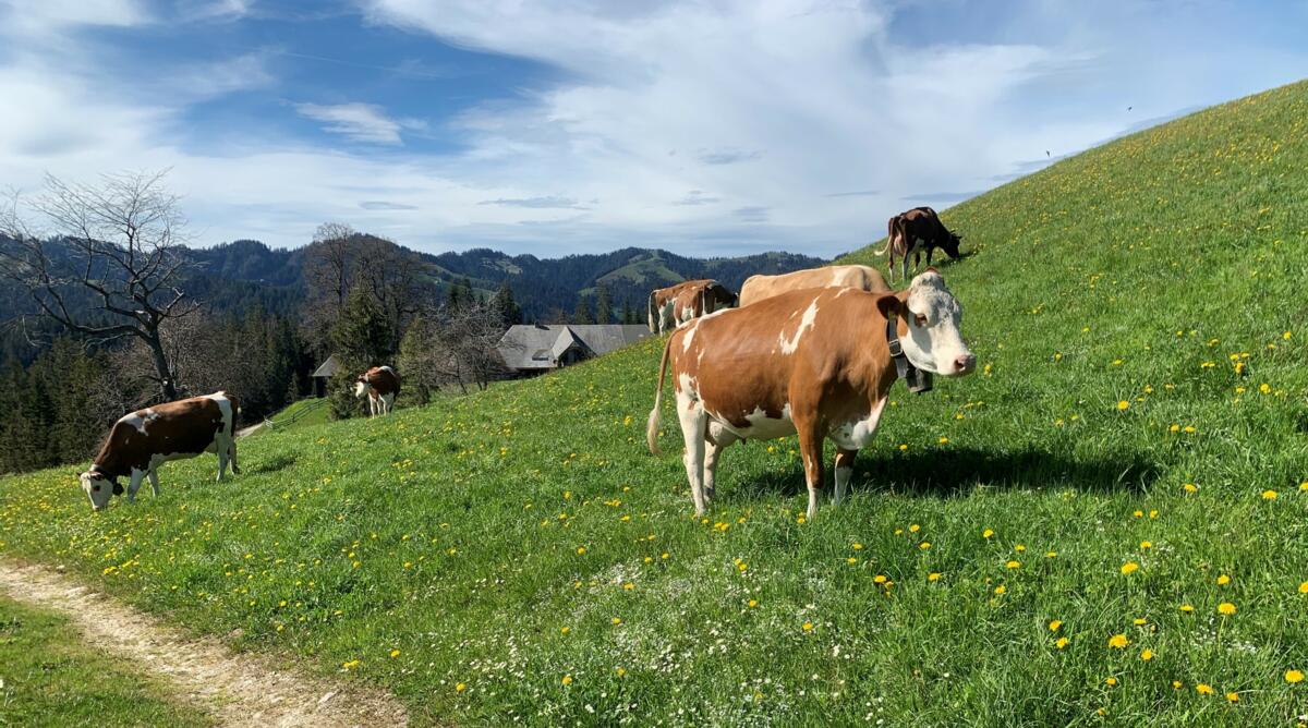 Laut einer Umfrage gewichtet die Bevölkerung eine artgerechte Tierhaltung und eine gesicherte Versorgung am stärksten in Bezug auf die Schweizer Landwir...