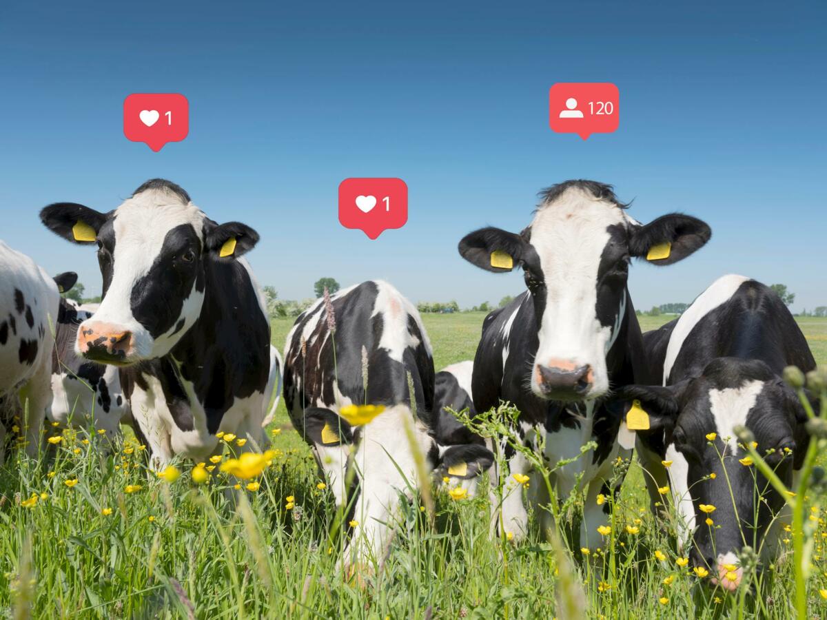 Westschweizer Betriebe als Botschafter auf Instagram