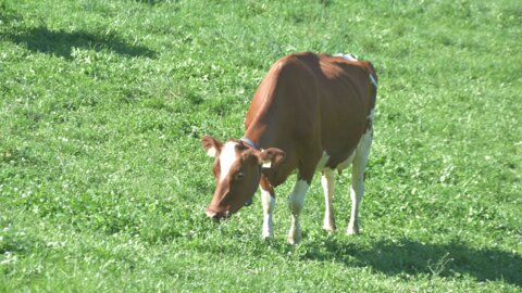Kuh auf Weide