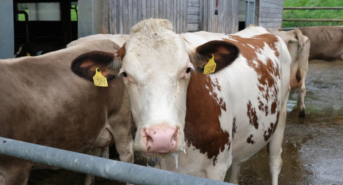 L'aide du vétérinaire: Pourquoi certaines vaches n’arrivent pas à se relever?
