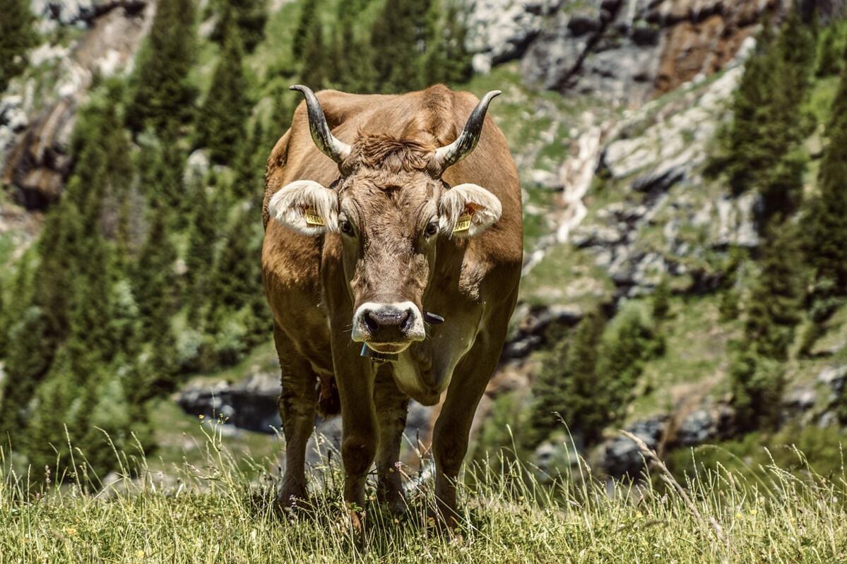 Accidents avec des vaches sur les pâturages alpestres