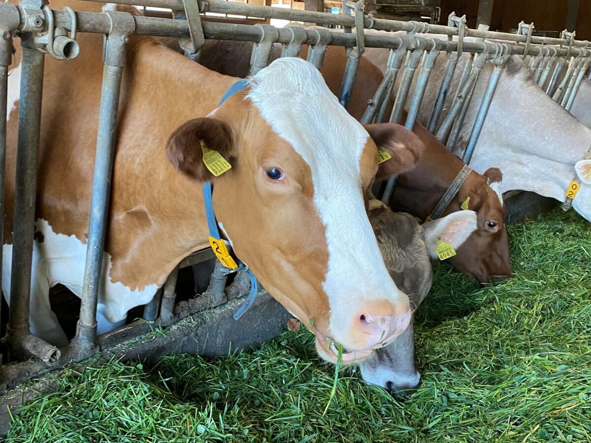 Die Kuh hilft, Feed-Waste zu verhindern