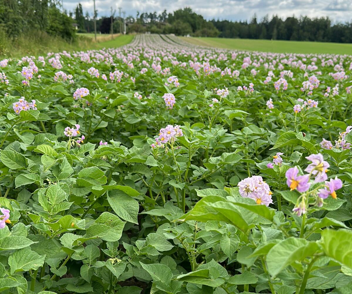 Les variétés de frites, comme ici Lady Jane, continuent d'être recherchées.