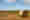 alt_text
