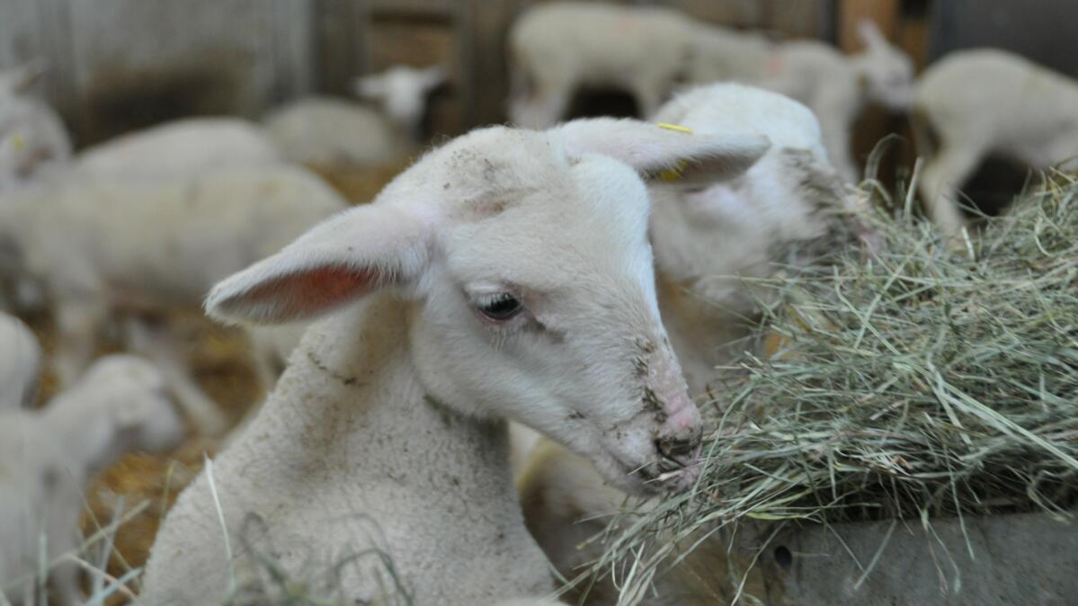 Neue Preis- und Gewichtsabstufungen bei den Schafen und Lämmern