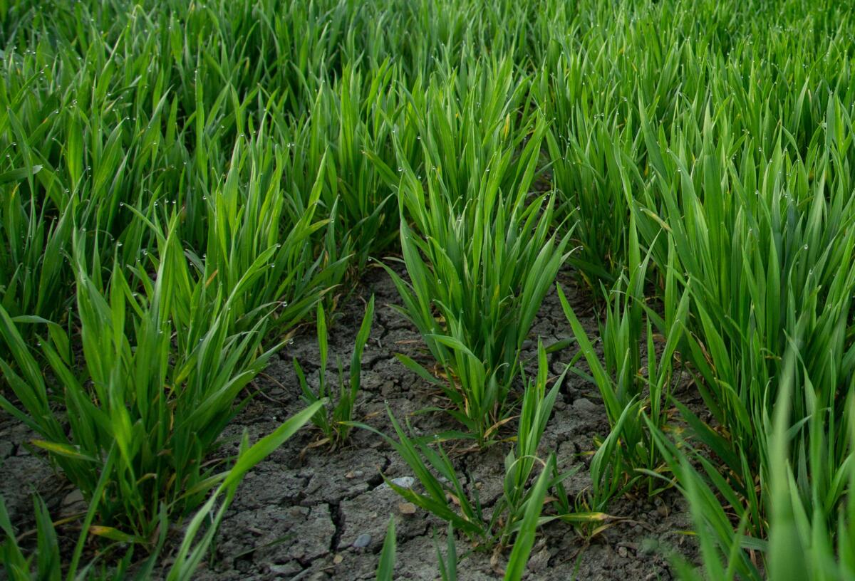 En cas de sécheresse, comme au printemps 2020, le silicium peut jouer un rôle décisif dans la résistance au stress des plantes. 