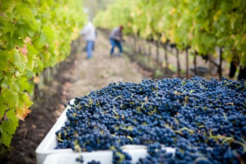 lasseter-winery-asG1QSDvb4g-unsplash