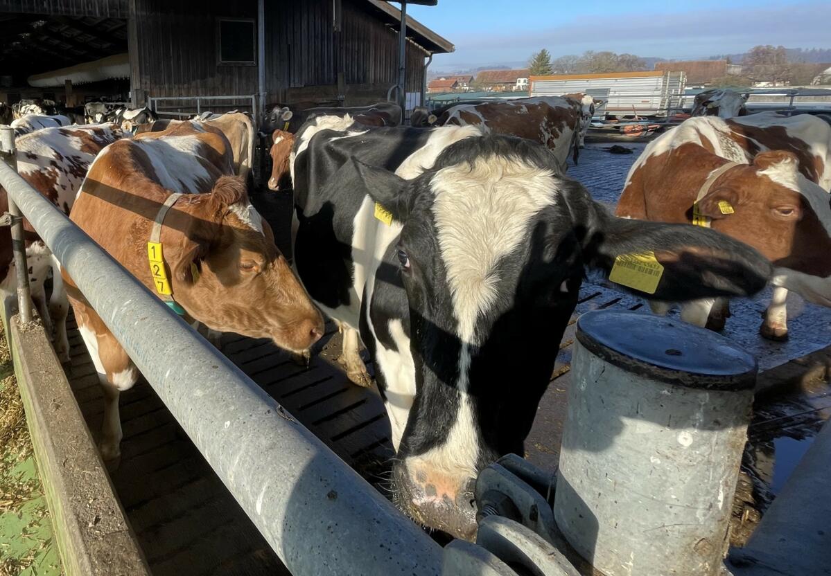 Tierseuchen bleiben ein Risiko in der Nutztierhaltung. Seit 2024 ist die Blauzungenkrankheit auch in der Schweiz wieder nachgewiesen.