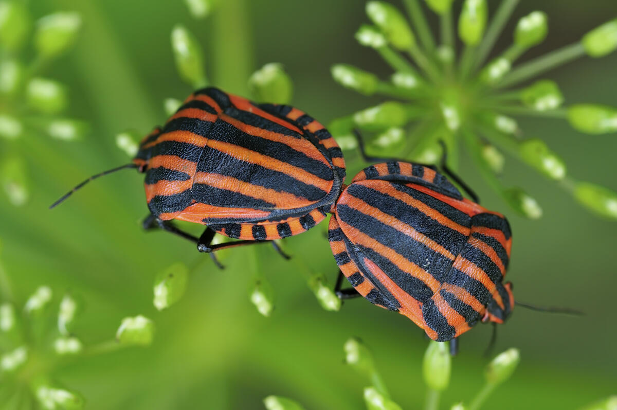 Le graphosome rayé (Graphosoma lineatum) est une espèce particulièrement visible de punaise des bois, très répandue chez nous sur les sites chauds...