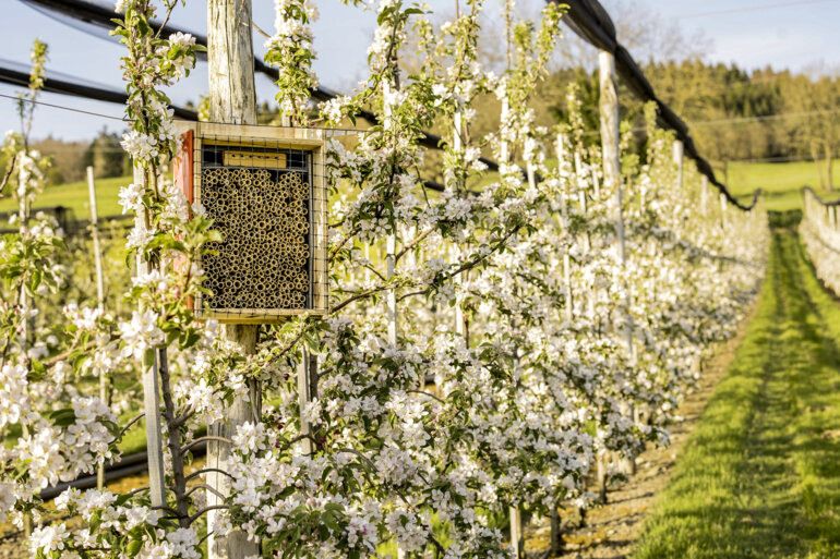 Lebendiger_Obsgarten_Apfel_Bienen