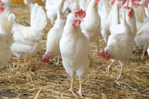 Legehenne_weiss_Bild UFA AG