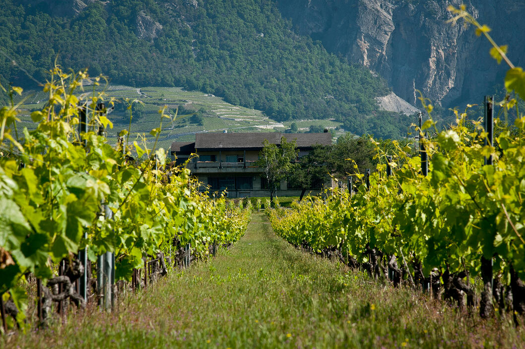 Neue Versuchsstation Weinbau und Önologie im Wallis