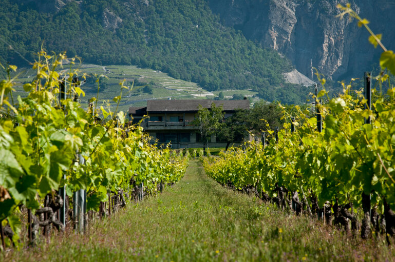 Leytron_Weinbaumeldung Agroscope