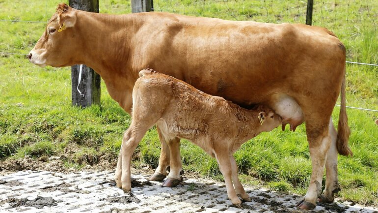 Limousin_Kuh_Pixabay