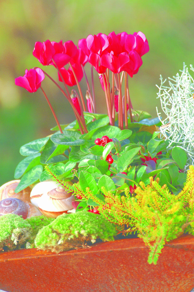 Zauberhafte Herbstbepflanzung: Es gibt keinen Grund, Balkonkistli wegzuräumen.