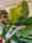 alt_text