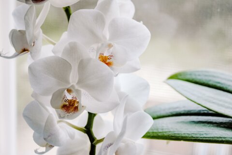 llwerk_orchidee_pixabay