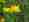 Lotus corniculatus