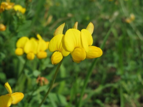 Lotus corniculatus