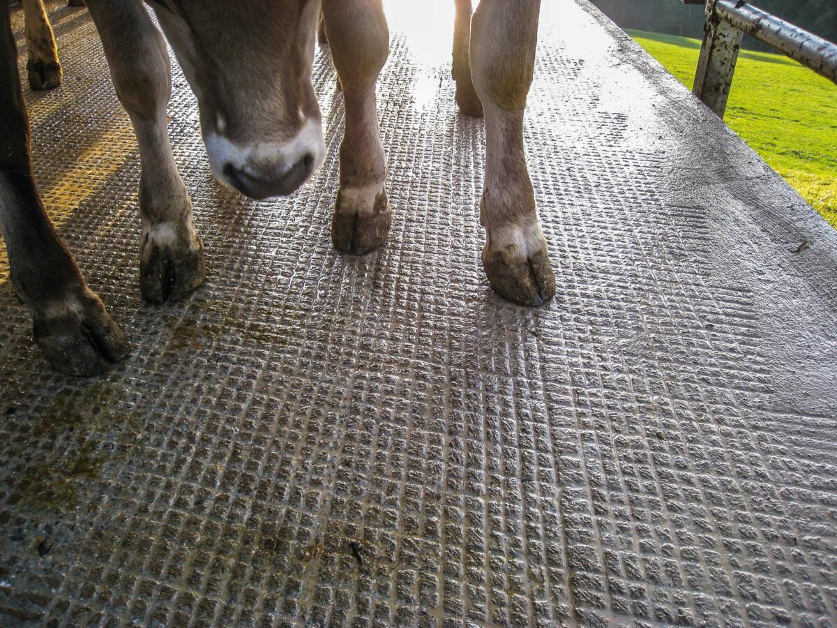 Rainurage longitudinal et transversal d'une surface plane : afin d'éviter les blessures aux sabots, aucune cassure ne doit apparaître. 