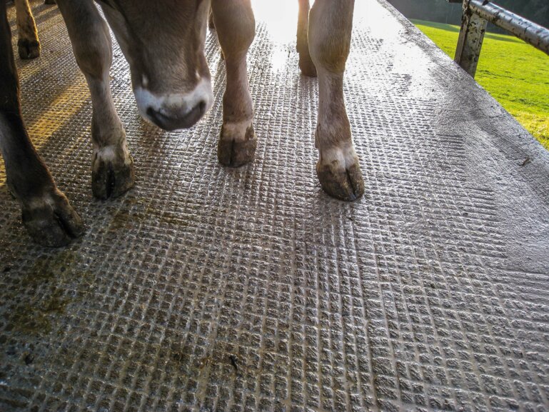 LT2Abb_Print_Web1_Sanierung_Laufflächen_planbef_Rillieren_Klauenauftritt_Quelle_bm-agrotech