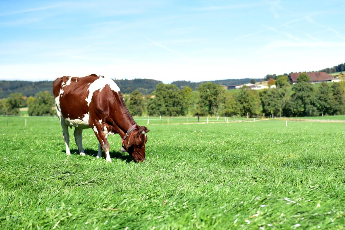 Lely bientôt encore plus proche dans chaque région