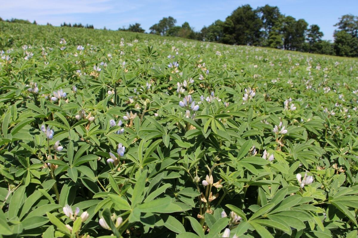 Le lupin est une matière première très précieuse pour l'alimentation animale bio, avec un grand potentiel d'avenir pour l'alimentation humaine.