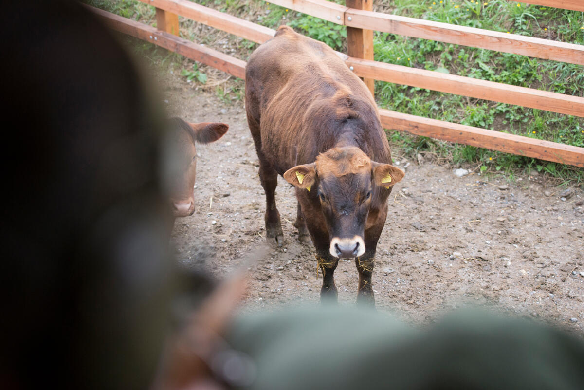 Durch die Möglichkeit, Tiere direkt auf dem Hof zu schlachten, können Stress und Transport vermieden werden, was sich positiv auf das Tierwohl auswirkt.