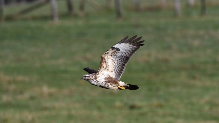 Mäusebussard_Pixabay