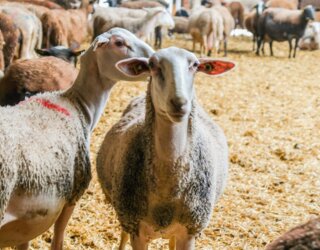 maier_uesslingen_milchschaf_1 - Kopie