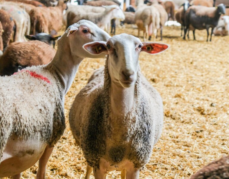 maier_uesslingen_milchschaf_1 - Kopie