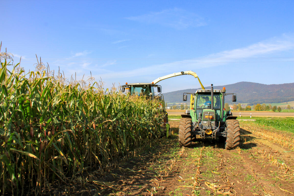 Der richtige Erntezeitpunkt ist entscheidend für eine qualitativ hochwertige Maissilage.