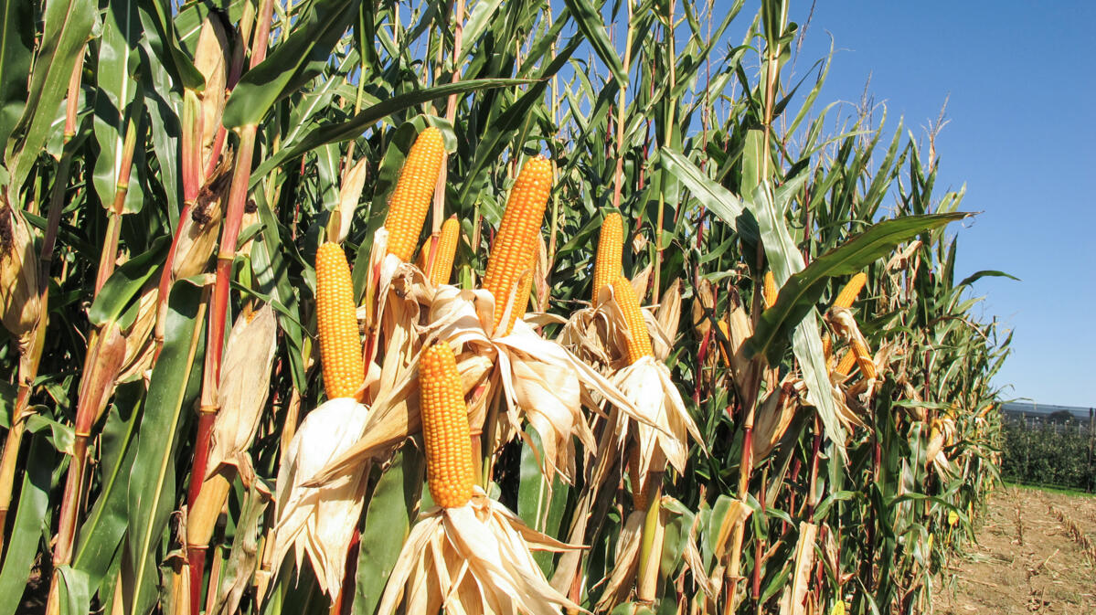 Versuch mit gentechnisch verändertem Mais bewilligt