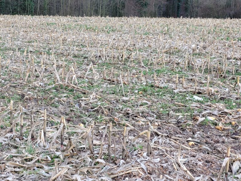 Mais_abgeerntet_kek_D