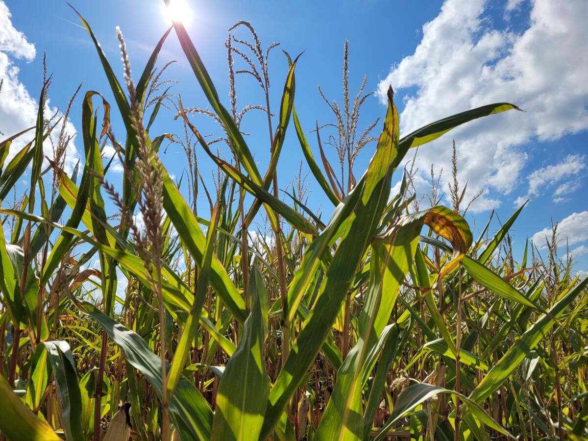 Le maïs, originaire d'Amérique centrale et d'Amérique du Sud, ne peut être cultivé sous des climats tempérés que grâce à la sélection de variétés précoc...