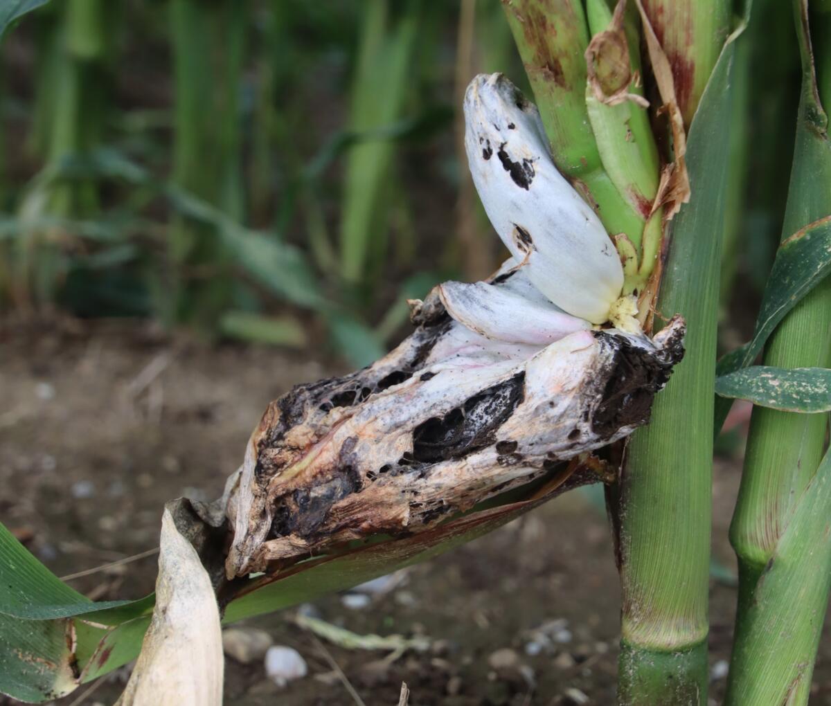 Der Maisbeulenbrand ist ein geschwulstartiges Pilzgewächs, welches vor allem an den Stängeln oder auch auf Kolben von Mais zu finden ist.