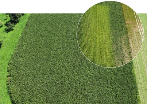 maisnet_artikelbild_weiss_f