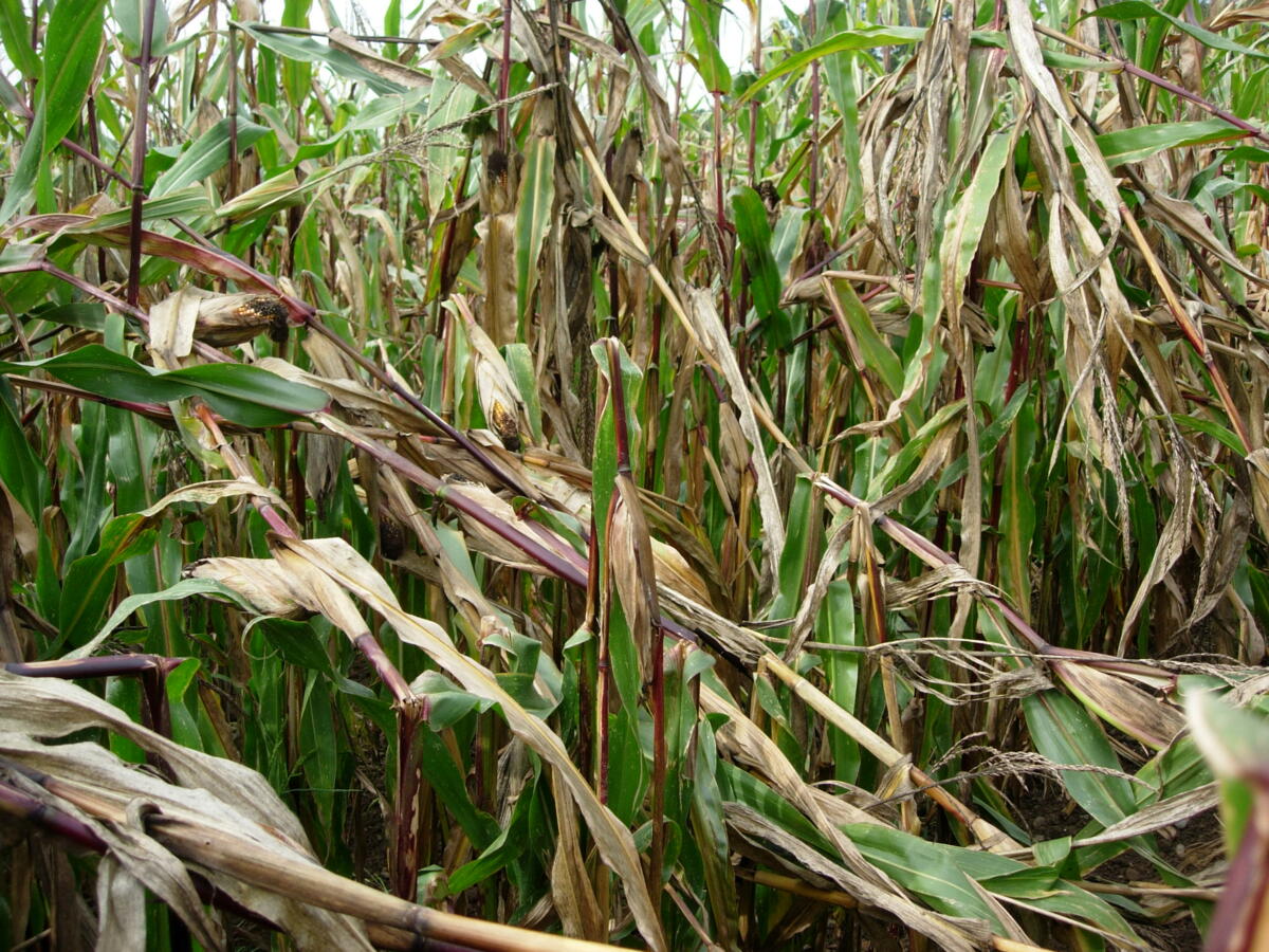Ein Bild der Zerstörung: umgeknickte Maispflanzen in einem mit Maiszünsler befallenen Bestand.