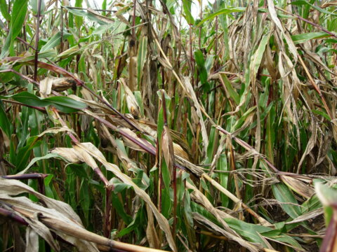 Maiszünslerbefall_Agroline Bioprotect_D