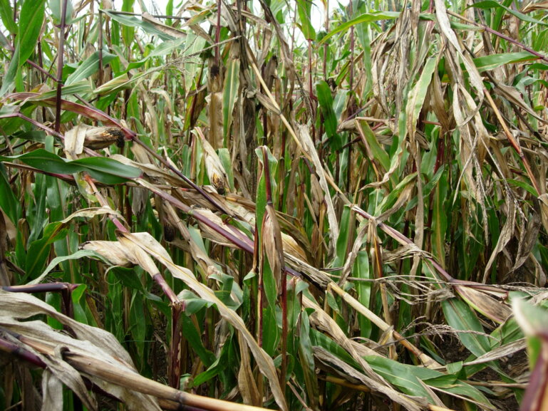 Maiszünslerbefall_Agroline Bioprotect_F