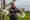 alt_text