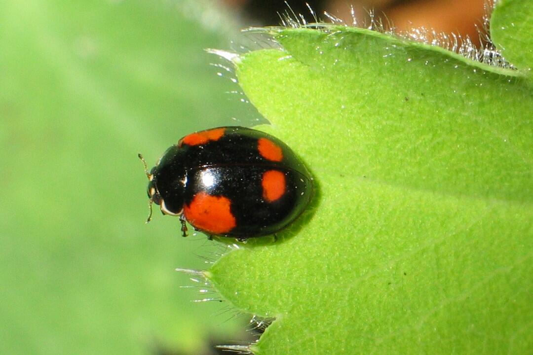Kleine Käfer mit grosser Wirkung – Marienkäfer schützen Obstbäume vor Blattläusen