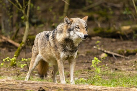 mario-losereit_Wolf_unsplash