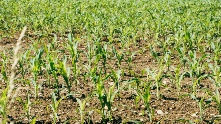 markus-winkler-K4U60JukkHM-unsplash (1)