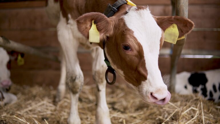 Mashmix Grüter Hergiswil (2)