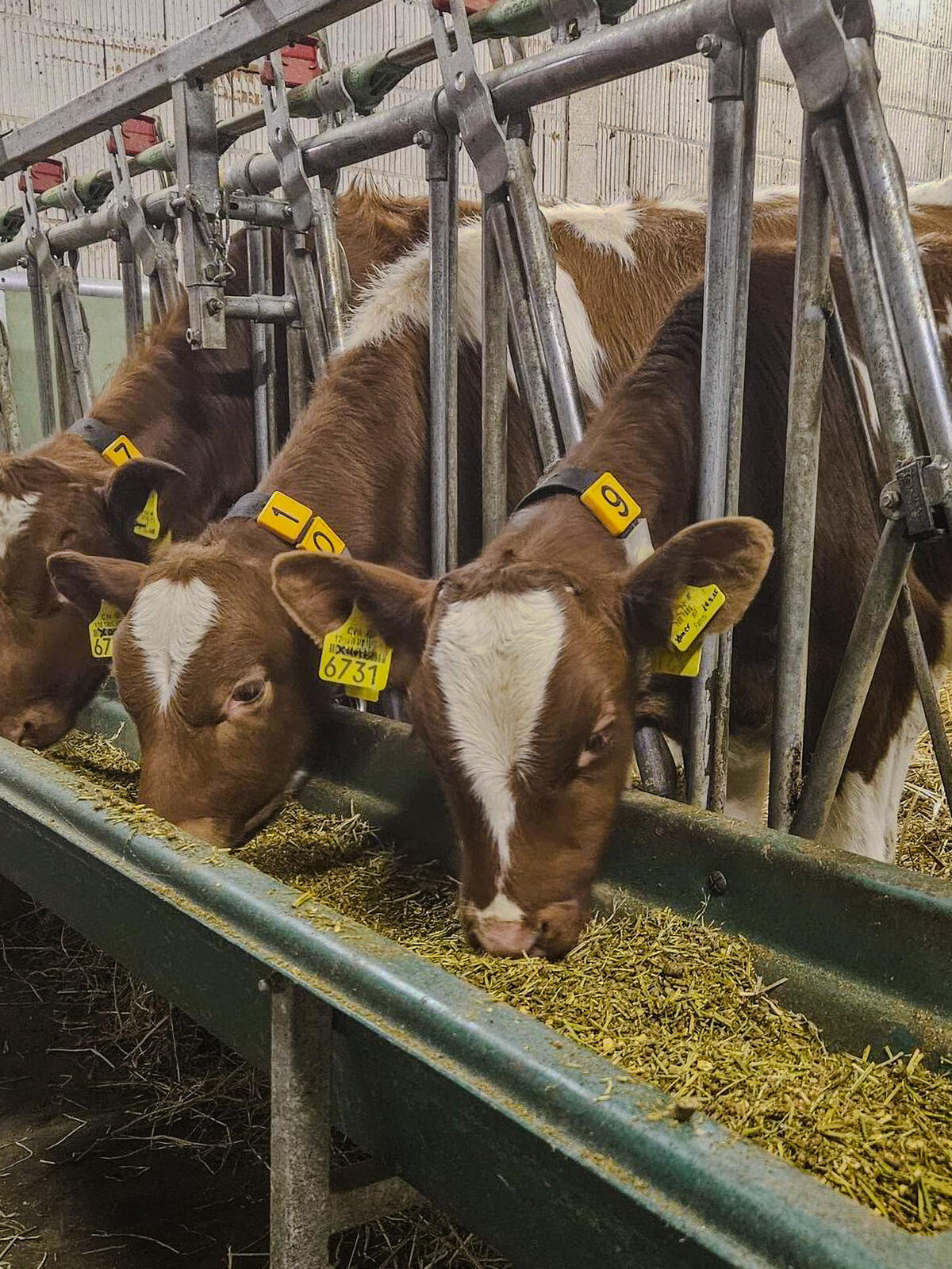 Sevrer les veaux avec succès