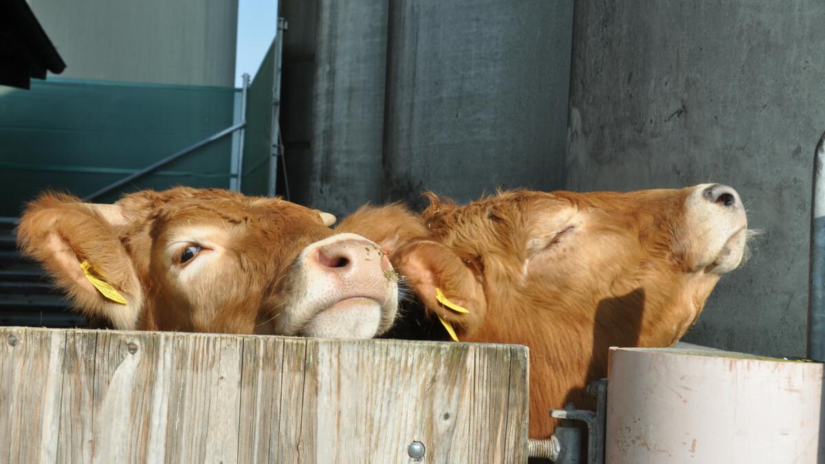 Promouvoir ensemble la santé de nos animaux de rente 