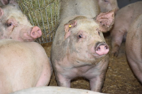 Mastschwein