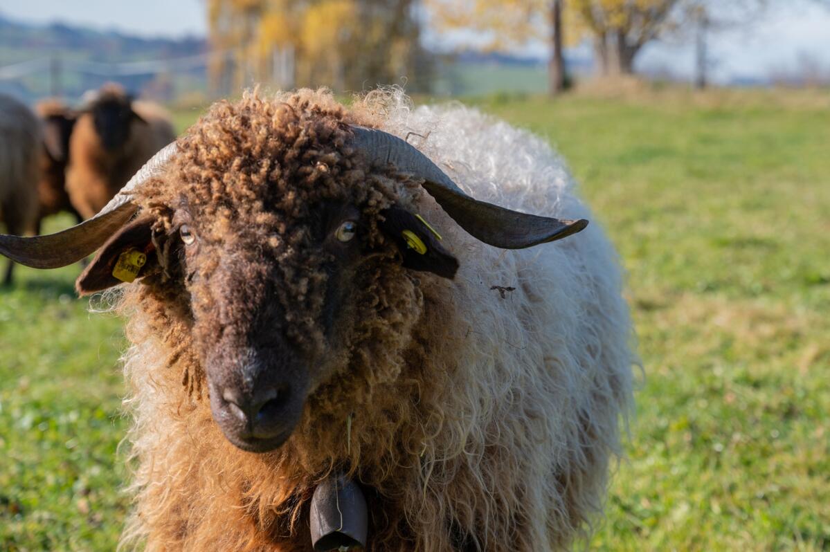 Einführung der Nutzungsartangabe bei Schafen und Ziegen